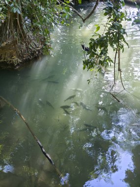 Bulanık yeşil nehir suyunda yüzen sakin balık sürüsü. Doğal orman akıntısındaki su yaşamının manzarası, vahşi doğadan barışçıl bir manzara.