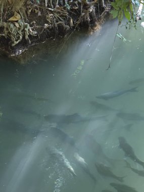 Bulanık yeşil nehirde su altında yüzen balık sürüsü. Bu etkin doğal yaşam sahnesi, suyun altından bakıldığında tatlı su ortamında yaşayan canlıları yakalar.