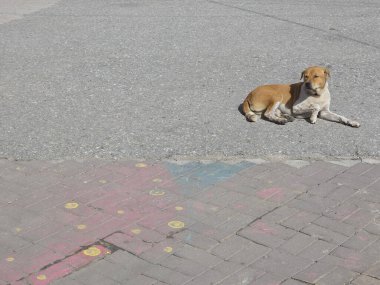 Kahverengi tenli köpek, evcil köpek, huzur içinde uzanmış, asfalt sokakta sıcak gün ışığında yatıyor. Sessiz yaratık mutlu görünüyor, sakin yaz güneşinin tadını çıkarıyor.