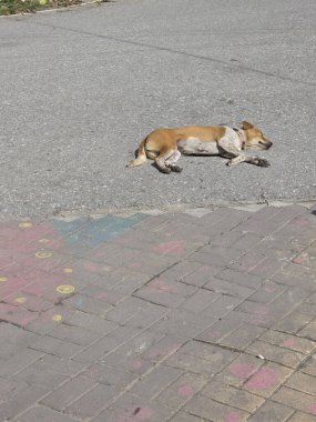 Uykulu kahverengi köpek sıcak asfaltta rahatça dinlenir, parlak güneş ışığı altında huzur içinde dinlenir. Kürklü köpek içerikli görünüyor, dışarıda huzurlu bir rahatlama anı buluyor.