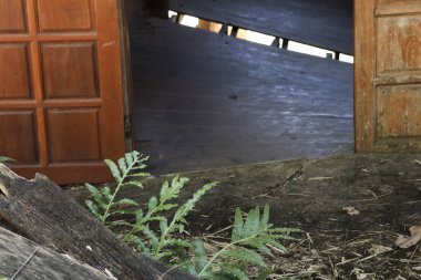 Terk edilmiş, ahşap kapılı eski bir harabenin gizemli karanlık iç mekanı. Topraktaki büyümeyi gösteren küçük yeşil bitki çürüme ortasındaki yaşamı ve umudu temsil ediyor.