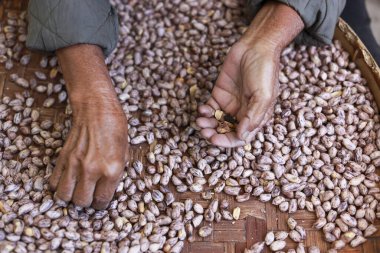 Kıdemli çiftçinin eli tarımsal hasat sırasında çiğ fıstık tohumlarını özenle ayırıyor. Geleneksel gıda süreci sıkı çalışmayı ve dikkatli seçilimi gösteriyor