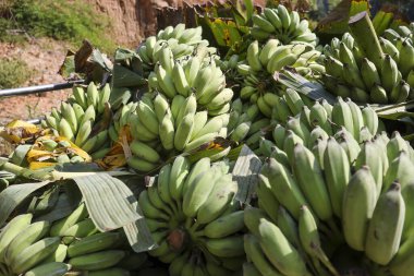 Büyük bir yığın yeşil olgunlaşmamış muz tarlasından toplanmış. Yiyecek üretimi ve tarım için taze organik meyve. Doğal bolluk ve sağlıklı beslenme hissi.