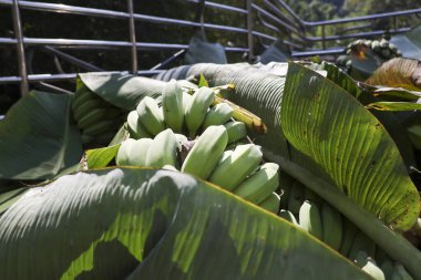 Taze yeşil muz meyvesi ve yaprak yığını bol bol yerel pazara taşınmak üzere kamyonda toplanıyor. Çiğ, organik ürünlerin satılmaya hazır olduğu bir tarım sahnesi.
