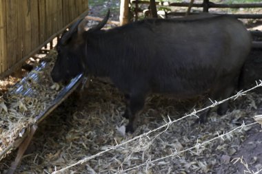 Kırsal ahır samanlığından saman yiyen büyük siyah su bufaloları. Bu sakin çiftlik hayvanı kırsal çiftlik hayvanlarının çiftliğinde, evcil memelilerin kafesinde duruyor.