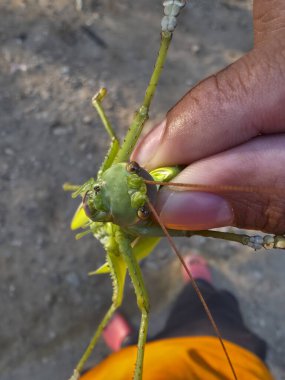 Elleri açık havada büyük yeşil çekirgeyi tutan kişi. Yakalanan böceğin tuhaf bir ifadesi var. Büyük bileşik göz ve doğal arka plana karşı uzun bacağı var.