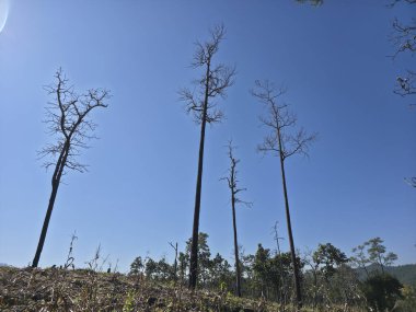 Açık mavi gökyüzüne karşı uzun, yanmış ağaç siluetleriyle ıssız bir arazi. Ormandaki zararın üzücü görüntüsü, güneşin altındaki yangının çevresel sonuçları.