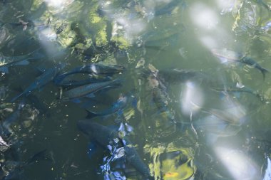 Berrak sularda birlikte yüzen sakin balık sürüsü. Doğal güneş ışığı, yüzeyde yeşil yaprakların güzel yansımalarını yaratır. Huzurlu ve soyut su manzarası.