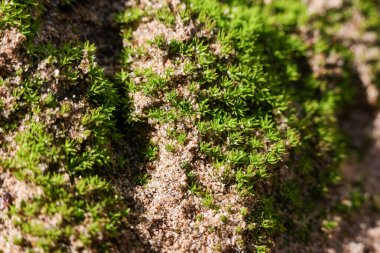 Canlı yeşil yosunların serenleşmesi zeminde yeni bir büyüme olduğunu gösteriyor. Doğadaki küçük organik bitkilerin detaylı dokusu güzel doğal arka plan yaratıyor.