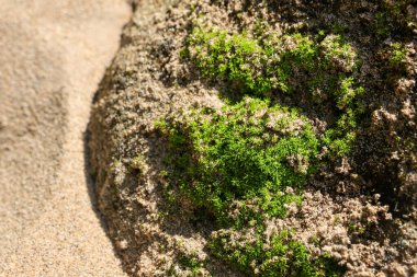 Canlı yeşil yosunların sakin bir şekilde yaklaşması ince kum kenarında yeni bir büyüme olduğunu gösteriyor. Huzurlu doğal arka plan. Bitki dokusunun detaylı hali. Huzurlu bir duygu aktarıyor.