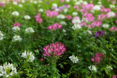 Güzel pembe ve beyaz örümcek çiçeği yemyeşil bahçede, dingin ve renkli çiçek arkaplanı oluşturuyor. Bu huzurlu doğa sahnesi huzur ve sükuneti çağrıştırıyor.
