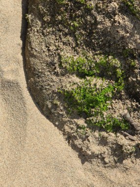 Sahildeki sert kayalarda yetişen yeşil yosunların serinliği. Bu doğal arkaplan organik detay ile toprak dokusunu gösteriyor, sakin soyut desenler yaratıyor.
