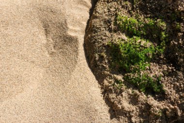 Sakin, doğal arka plan yeşil yosunlu sert kayalara karşı pürüzsüz kum kontrastını gösteriyor. Dünyadan gelen bu barışçıl doku doğal denge ve zen hissi yaratıyor.