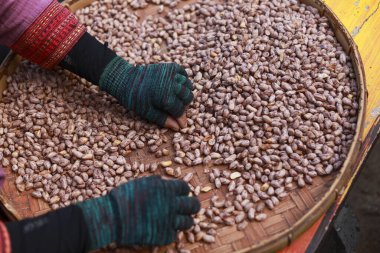 Çiftçi el fıstık ayıklama sepetinde, geleneksel tarım gıda süreci. Hasatta özenle çalışan çalışkan kişi, göreve odaklandığını gösterir.