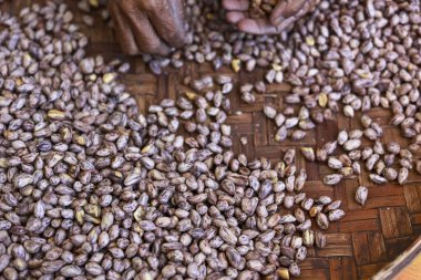 Geleneksel örülmüş hasırın üzerinde büyük bir yığın çiğ kahve çekirdeğini ayırırken ellerinizi dikkatlice kapatın. Bu odaklanmış tarımsal görünüm gıda üretiminin ayrıntılı sürecini gösteriyor