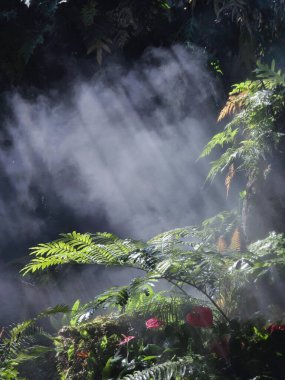 Esrarengiz karanlık duman geceleri sık ormanı doldurur. Ürkütücü yeşil yaprak ve sık orman yaprakları, gizemli bir sis ve buhar ile karamsar bir manzara yaratır.