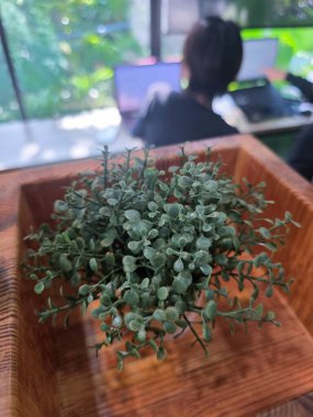 Tahta altıgen kutuda küçük yapraklı taze yeşil bitki manzarası. Sakin ofis dekorasyonu masanın üstünde modern ve doğal atmosfer yaratıyor.