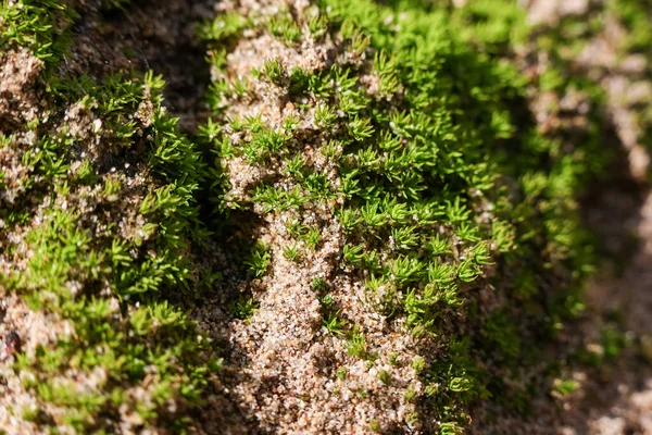 Kumlu toprakta yetişen canlı yeşil yosunların serin makro detay çekimi. Parlak güneş ışığı, barışçıl doğal arkaplanı vurgulayarak güzel bir doku yaratır.