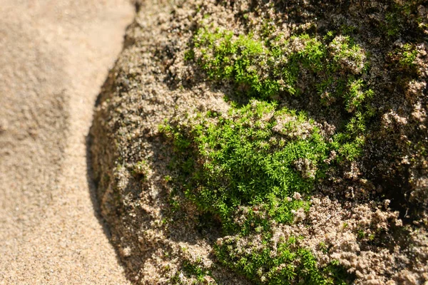 Sert kaya yüzeyinde bej rengi kumların yanında büyüyen canlı yeşil yosunların yakın görüntüsü. Ayrıntılı doğa arka planı taş üzerinde durağan dokuyu ve açık hava büyümesini gösteriyor