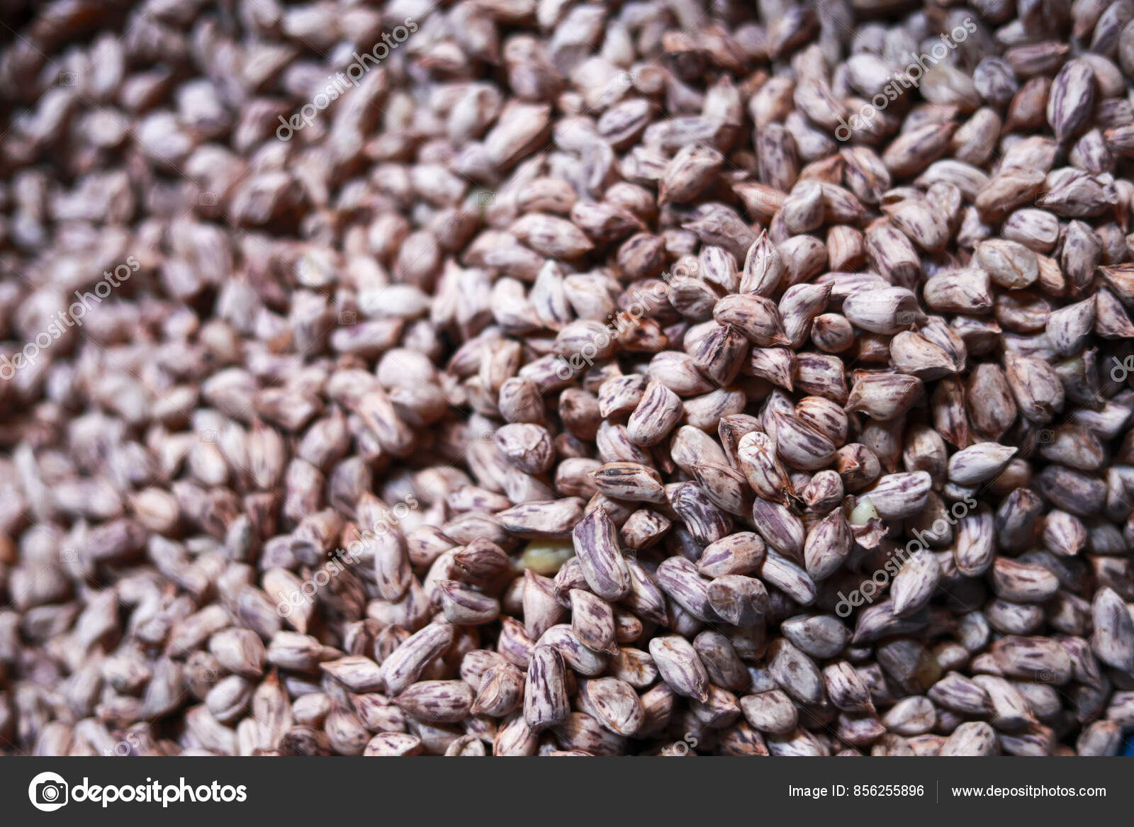 Imágenes de Maní rojo de la piel libres de derechos | DepositPhotos, image size:1600x1167