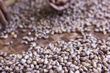 Çiğ organik kaplan çizgili fıstık yiyeceği. Eller yumuşak arka planda doğal hasadı ayırıyor. Atıştırmak için sağlıklı ve besleyici bir bileşen.