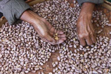 Yaşlı çiftçi eli dikkatle tepside kaplan çizgili fıstığı ayırıyor. Kırsal hasat sırasındaki geleneksel tarım süreci doğal gıda üretimini gösteriyor