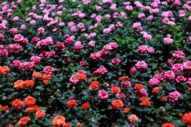 Canlı pembe ve kırmızı çiçeklerin güzel yemyeşil arka planı. Renkli çiçek tarlaları bol yapraklar ve yeşil yapraklarla romantik ve doğal bir manzara yaratır.