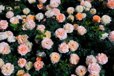 Çiçek açmış gül bahçesinin romantik arka planı. Birçok narin pembe ve şeftali çiçekleri yemyeşil yaprakları kaplayarak büyüleyici ve huzurlu doğa manzarası yaratır.