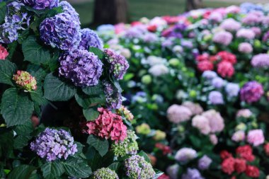Renkli ortanca çiçeklerinin açtığı huzurlu bahçe yatağı. Canlı mor ve mavi flora, huzurlu hissetmek için sığ alan derinliğine sahip verimli ve güzel bir arka plan yaratır.