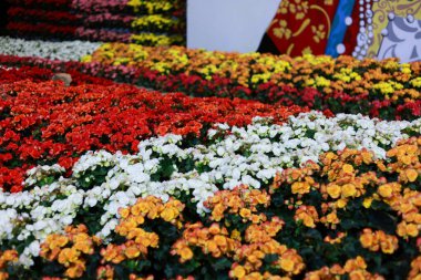 Renkli kırmızı, beyaz ve sarı floralı neşeli ve canlı bir çiçek tarhı. Bu güzel doğal arka plan çarpıcı manzarada çiçek açan bitkileri gösteriyor.