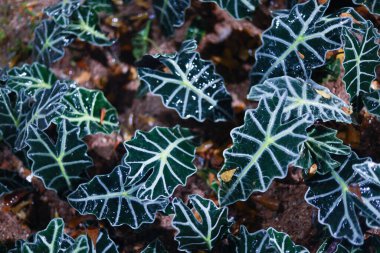 Bir Alocasia bitkisinin serin yakın çekim görüntüsü dramatik koyu yeşil yaprak desenini sergiliyor. Bu egzotik tropikal yaprak doğadan güzel botanik dokuya sahiptir.