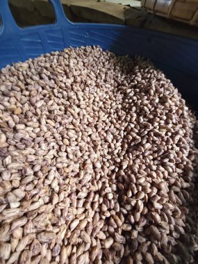 Çiğ kaplan çizgili fıstık hasadı. Organik kahverengi fındık yiyeceğine yakın çekim, doğal tarım arka planı yaratır. Mavi çöp kutusunda sağlıklı bolluk hissi yayar.