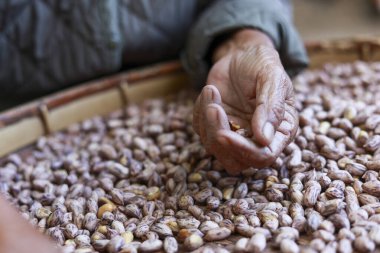 Kıdemli çiftçinin elini dikkatlice örülmüş sepetteki çiğ kaplan çizgili fıstığı ayıklarken kapat. Geleneksel tarım süreci doğal ve otantik hasat gösteriyor