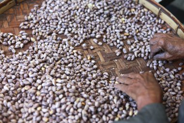 Son sınıf öğrencisi geleneksel bambu tepsisinde kaplan çizgili fıstık yığını ayırıyor. Bu tarımsal gıda işlemesi gayretli ve odaklanmış bir çaba göstermektedir.
