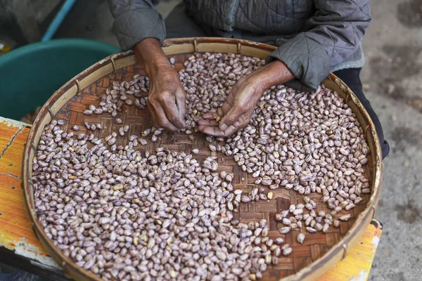 Geleneksel sepetteki çiğ kaplan çizgili fıstığı ayıran odaklanmış işçi eli. Gıda tarımındaki çalışkan süreç, pazar için doğal ve organik bileşenler hazırlamak
