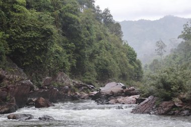 Huzurlu, yemyeşil orman manzarası. Kayaların üzerinden akan nehir akıntısı huzur verici bir sükunet ve doğa hissi sunuyor. Puslu dağ ortamında güzellik.