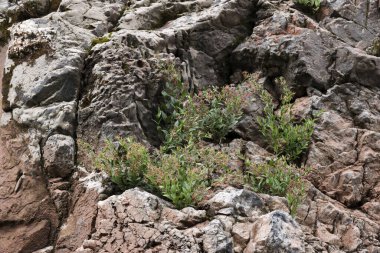 Kuru gri taş yarıktaki küçük yeşil bitki büyümesi dayanıklılığı gösteriyor. Doğada hayatta kalma ve sert çevre ekosistemi. Dokulu kaya yüzeyli.