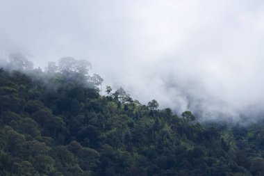 Şiddetli beyaz sisle kaplı yeşil ağaçlarla kaplı puslu orman manzarası açık havada yağmurlu bir havada dağ yamacında gizemli bir atmosfer yaratıyor.