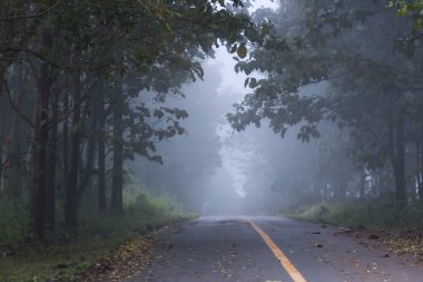Yeşil ağaç tüneli ve asfalt şeridinde beyaz sisli puslu orman yolu kış mevsiminde doğada gizemli bir ruh hali ve yapayalnız atmosfer gösteriyor.