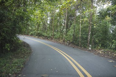 Kıvrımlı asfalt yol, sık yeşil ormanlarda, yüksek ağaçlarla birlikte gezmek için huzurlu ve sakin bir atmosfer yaratır ve sarı çizgileri olan manzaralı doğa yolu boyunca maceralı bir yolculuk yapar.