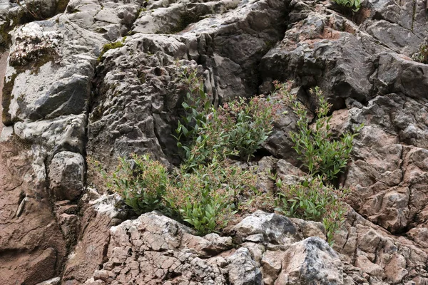 Kuru gri taş yarıktaki küçük yeşil bitki büyümesi dayanıklılığı gösteriyor. Doğada hayatta kalma ve sert çevre ekosistemi. Dokulu kaya yüzeyli.