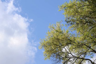 Beyaz bulutlu ve yeşil ağaç dallı açık mavi gökyüzüne bakıyorum. Huzurlu ve huzurlu hissediyorum. Yaz mevsiminde, açık havada, arka planda fotokopi alanı olan doğa.