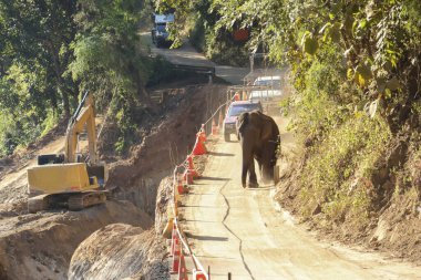 Fil, ağır kazıcı ve güvenlik konileri ile kırsal yol şantiyesinde yürüyor. Tropikal ormanlar vahşi yaşam ve modern altyapı gelişimi arasında güçlü bir zıtlık olduğunu gösteriyor.