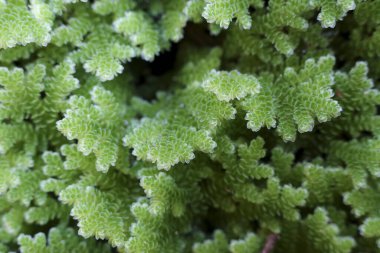 Serene yeşil azolla pinnata ya da sivrisinek eğreltiotu arka planında su bitkisinin taze desenli dokusu, organik soyut güzellik ve çevrede barışçıl büyüme sergiliyor.