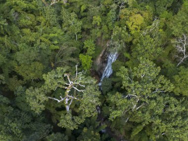 Yüksek ağaçlar ve yoğun bitki örtüsü ile yemyeşil orman gölgesinin sakin hava manzarası yukarıdan vahşi atmosfer ve doğal güzellikleri ile huzurlu doğa manzarasını gösteriyor.