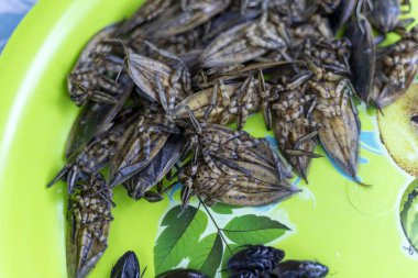 Kızarmış dev su böceği yeşil tabakta egzotik Asya yemek kültürünün çıtır çıtır dokusunu ve yerel Tayland pazarında tuhaf böcek atıştırmalıkları yiyen cesur gezginlere lezzet kattığını gösteriyor.