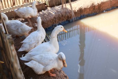 Sakin ve kırsal atmosferi olan yerel tarım alanında kirli gölet suyunun yanında duran bir grup şirin beyaz ördek.