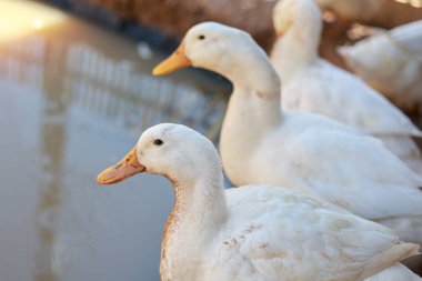 Gölet suyunun yanındaki güzel beyaz ördek sürüsü temiz tüy ve turuncu gagalı açık havada mutlu ve huzurlu görünüyor.