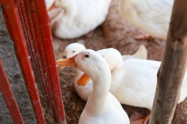 Turuncu gagalı şirin beyaz ördek çiftliği hayvanları kırsal kesimdeki kırmızı kafes çitlerinden aç bir ifadeyle yiyecek bekliyorlar.