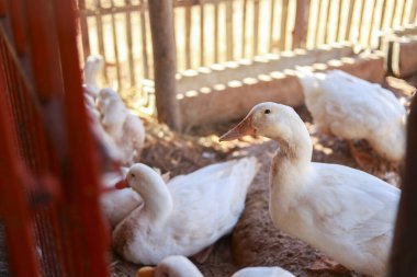 Çiftlik ağılında dikilen meraklı beyaz ördek sürüsü kırsal alanda, güneş ışığı alan ahır ortamında ahşap çitlerin yanında mutlu ve huzurlu görünüyorlar.